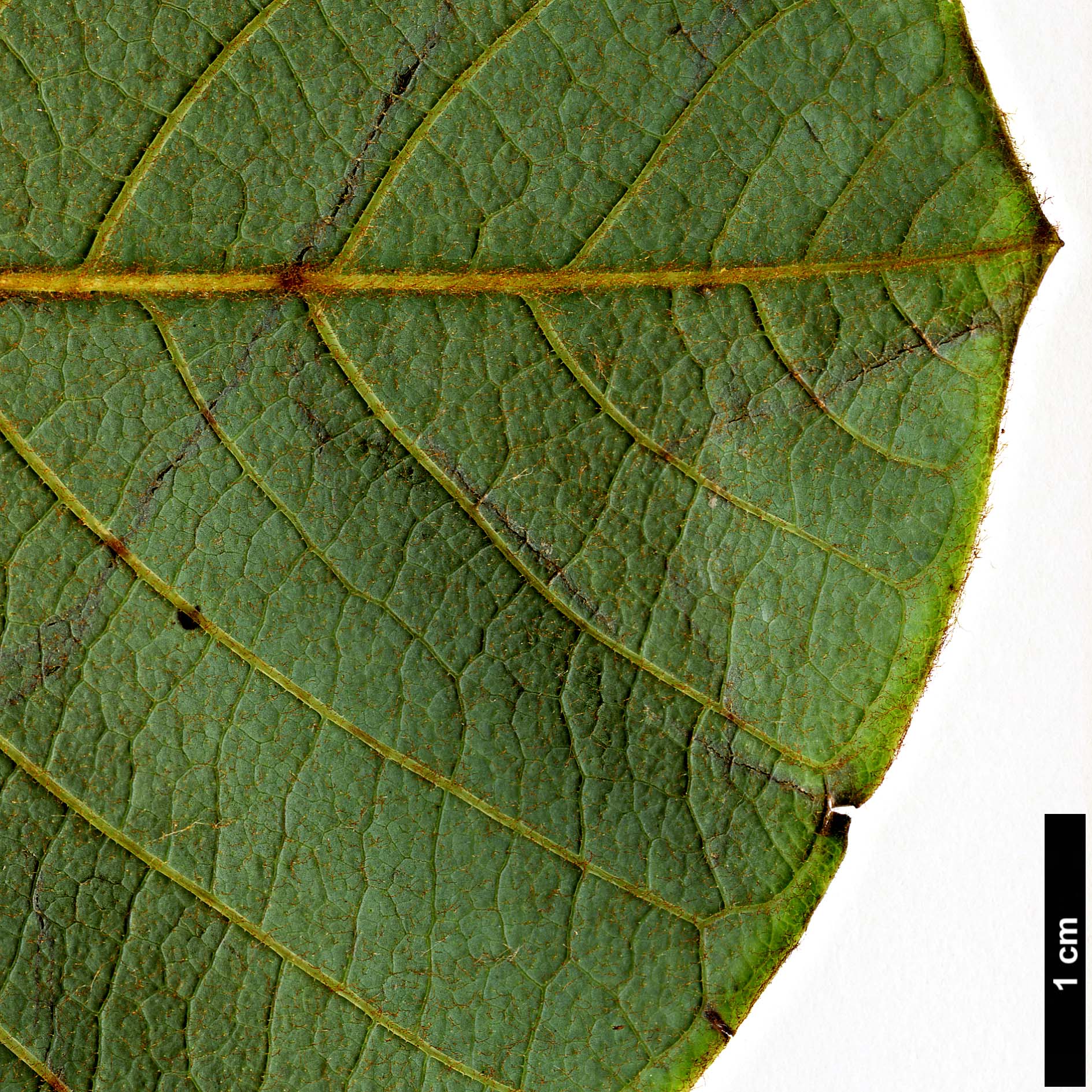 High resolution image: Family: Magnoliaceae - Genus: Magnolia - Taxon: rostrata